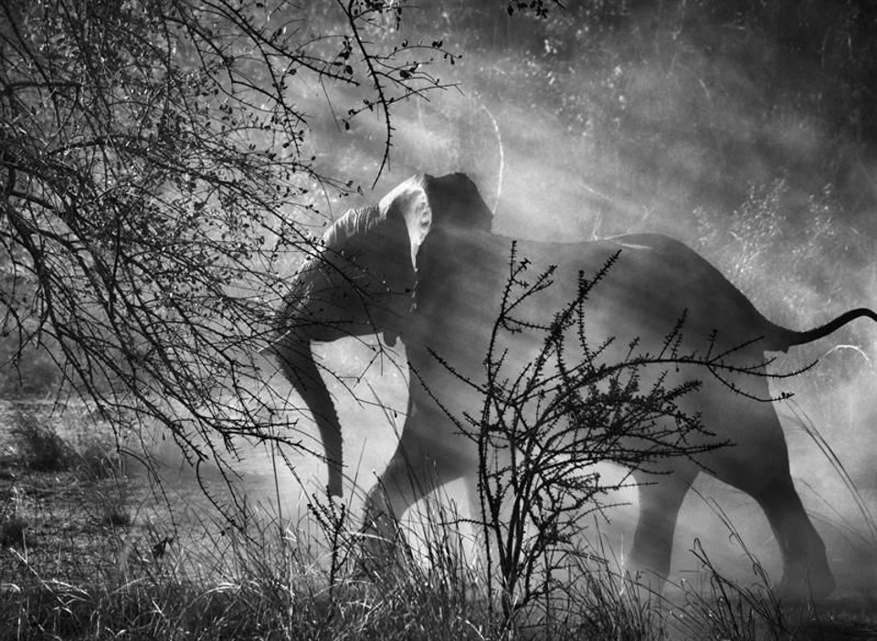 123a1998e01f0ca9a856c8ee3033560f-gpLarge Morre Sebastião Salgado, o fotógrafo da dignidade humana